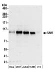 Detection of human and mouse UNK by western blot.