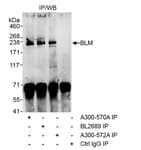 Detection of mouse BLM by western blot of immunoprecipitates.