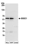 Detection of human BSDC1 by western blot.