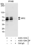 Detection of human NFIC by western blot of immunoprecipitates.