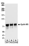 Detection of human Cyclin M3 by western blot.