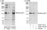 Detection of human Rab3-GAP1 by western blot and immunoprecipitation.
