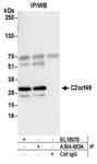 Detection of human C2orf49 by western blot of immunoprecipitates.