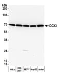 Detection of human DDX3 by western blot.