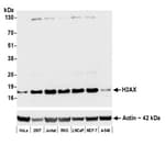 Detection of human H2AX by western blot.