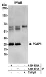 Detection of human PDAP1 by western blot of immunoprecipitates.