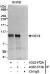 Detection of human NEK4 by western blot of immunoprecipitates.