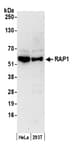 Detection of human RAP1 by western blot.