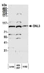 Detection of human DNL3 by western blot.