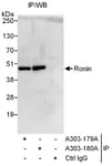 Detection of human Ronin by western blot of immunoprecipitates.