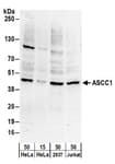 Detection of human ASCC1 by western blot.