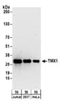Detection of human TMX1 by western blot.
