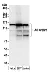 Detection of human AGTPBP1 by western blot.