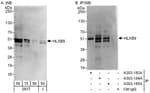 Detection of human HLXB9 by western blot and immunoprecipitation.