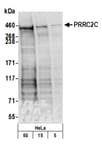 Detection of human PRRC2C by western blot.