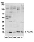 Detection of human and mouse POLR1D by western blot.