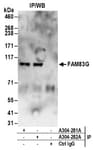 Detection of human FAM83G by western blot of immunoprecipitates.