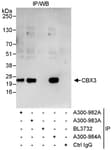 Detection of human CBX3 by western blot of immunoprecipitates.