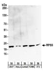 Detection of human and mouse RPS5 by western blot.