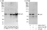Detection of human and mouse Cul1 by western blot (h and m) and immunoprecipitation (h).