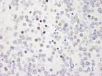 Detection of mouse WRNIP1 by immunohistochemistry.