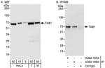 Detection of human and mouse TAB1 by western blot (h&amp;m) and immunoprecipitation (h).