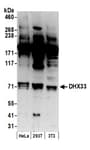 Detection of human and mouse DHX33 by western blot.