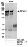Detection of human SIPA1L2 by western blot of immunoprecipitates.