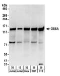 Detection of human and mouse OSSA by western blot.
