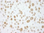 Detection of mouse RALY immunohistochemistry.