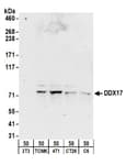 Detection of mouse and rat DDX17 by western blot.