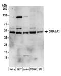 Detection of human and mouse DNAJA1 by western blot.