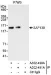 Detection of human SAP130 by western blot of immunoprecipitates.