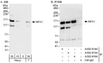 Detection of human NFX1 by western blot and immunoprecipitation.