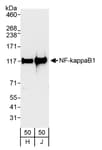 Detection of human NF-kappaB1 by western blot.