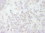 Detection of mouse CSTF64 by immunohistochemistry.