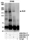 Detection of mouse BLM by western blot of immunoprecipitates.