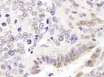 Detection of mouse p66alpha by immunohistochemistry.