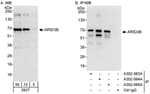 Detection of human ARID3B by western blot and immunoprecipitation.