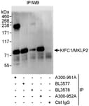 Detection of human KIFC1/MKLP2 by western blot of immunoprecipitates.