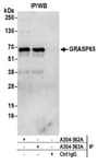 Detection of human GRASP65 by western blot of immunoprecipitates.