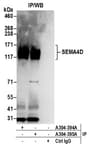 Detection of human SEMA4D by western blot of immunoprecipitates.