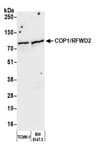 Detection of mouse COP1/RFWD2 by western blot.