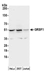 Detection of human GRSF1 by western blot.