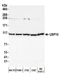 Detection of mouse USP10 by western blot.