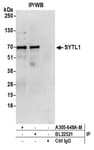 Detection of human SYTL1 by western blot of immunoprecipitates.