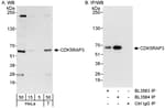 Detection of human CDK5RAP3 by western blot and immunoprecipitation.