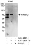 Detection of human SH3BP2 by western blot of immunoprecipitates.