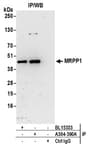 Detection of human MRPP1 by western blot of immunoprecipitates.