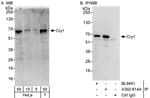 Detection of human Cry1 by western blot and immunoprecipitation.